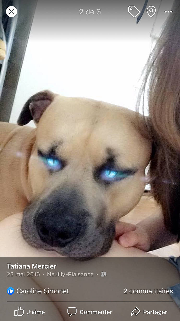 Tayzon a rejoint le concours — aidez-le/la à gagner de superbes lots ! canidae, carnivore, collar, companion_dog, dog, dog_breed, dog_collar, fawn, fur, gesture, happy, non_sporting_group, photo_caption, puppy_love, selfie, smile, snout, sporting_group, whiskers, working_animal