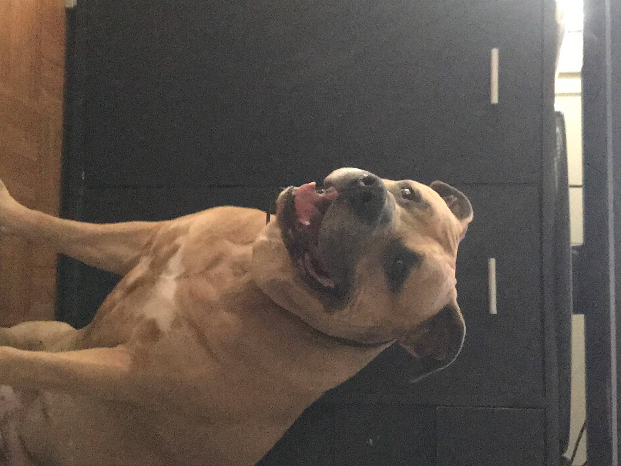 Tayzon participe au concours pour gagner de l'argent avec cette photo : canidae, carnivore, chest, companion_dog, dog, dog_breed, extinction, fawn, guard_dog, jaw, mammal, room, snout, sporting_group, tail, terrestrial_animal, whiskers, window, working_animal, wrinkle