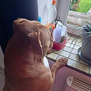 Marley participe au concours pour gagner de l'argent avec cette photo : dog, brown_dog, windowsill, window, plant, indoor, tiles, paws, curious, household_items, greenery, pet, animal, daylight, looking_out, furniture, container, bottle, floor, radiator
