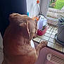 dog, brown_dog, windowsill, window, plant, indoor, tiles, paws, curious, household_items, greenery, pet, animal, daylight, looking_out, furniture, container, bottle, floor, radiator