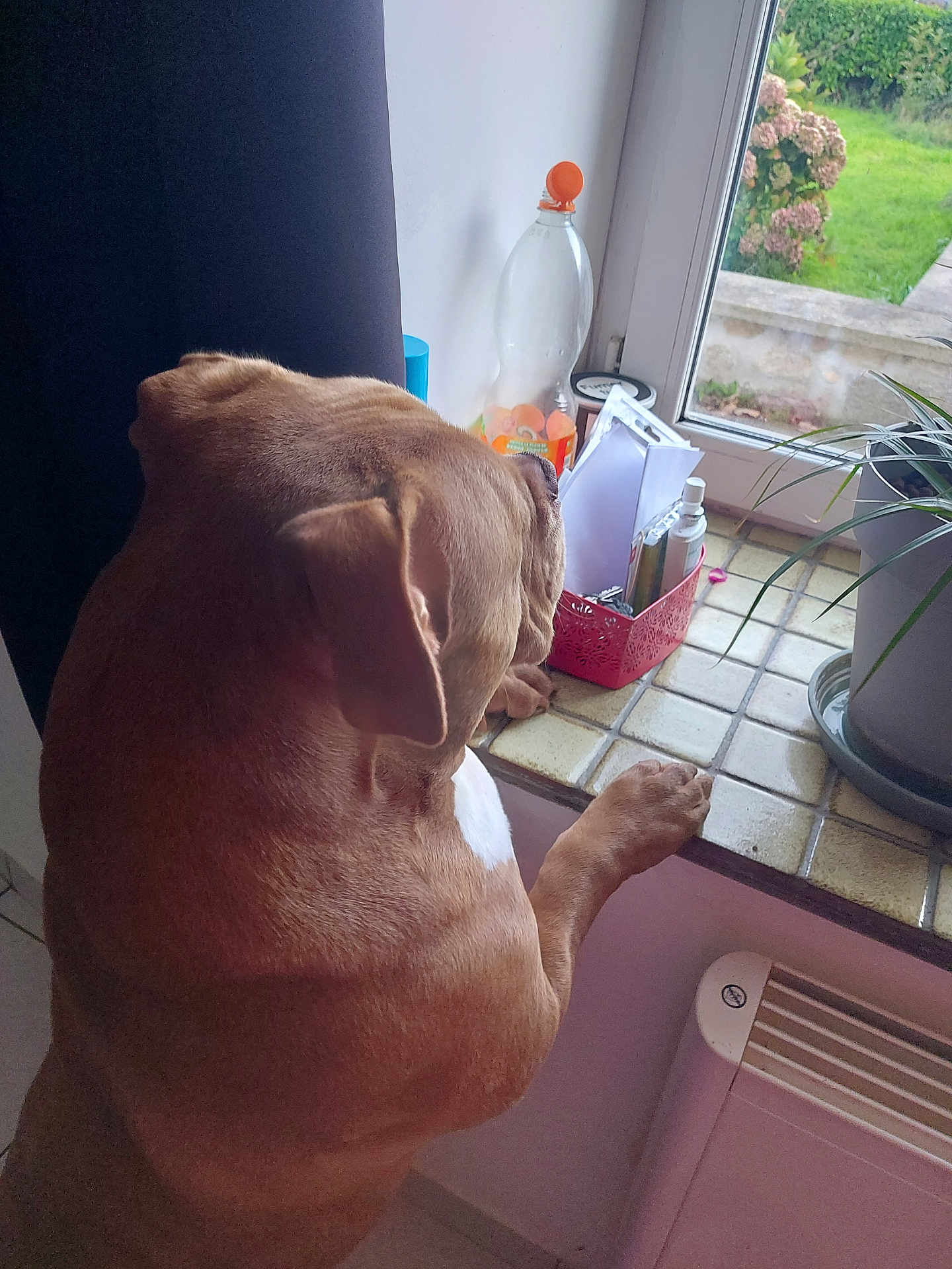 Marley participe au concours pour gagner de l'argent avec cette photo : dog, brown_dog, windowsill, window, plant, indoor, tiles, paws, curious, household_items, greenery, pet, animal, daylight, looking_out, furniture, container, bottle, floor, radiator