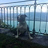 Zarko participe au concours pour gagner de l'argent avec cette photo : dog, canine, pet, sitting, outdoor, balcony, railing, water, lake, cityscape, landscape, viewpoint, mountains, sky, clouds, grass, concrete, portrait, scenic, phone_screenshot