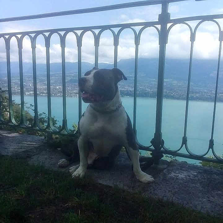 Zarko
