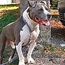 dog, pit_bull, gray_dog, white_chest, standing, tongue_out, smiling, leash, collar, chain_collar, outdoor, sidewalk, grass, gravel, cars, urban, sunlight, pet, animal_portrait, happy