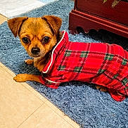 Smalls is registered to the contest to win money with this photo: dog, small_dog, red_sweater, plaid, pet_clothing, blue_rug, floor, indoor, furniture, wood, curious, lying_down, cozy, canine, animal, domestic, cute, looking_at_camera, home, companion
