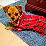 dog, small_dog, red_sweater, plaid, pet_clothing, blue_rug, floor, indoor, furniture, wood, curious, lying_down, cozy, canine, animal, domestic, cute, looking_at_camera, home, companion