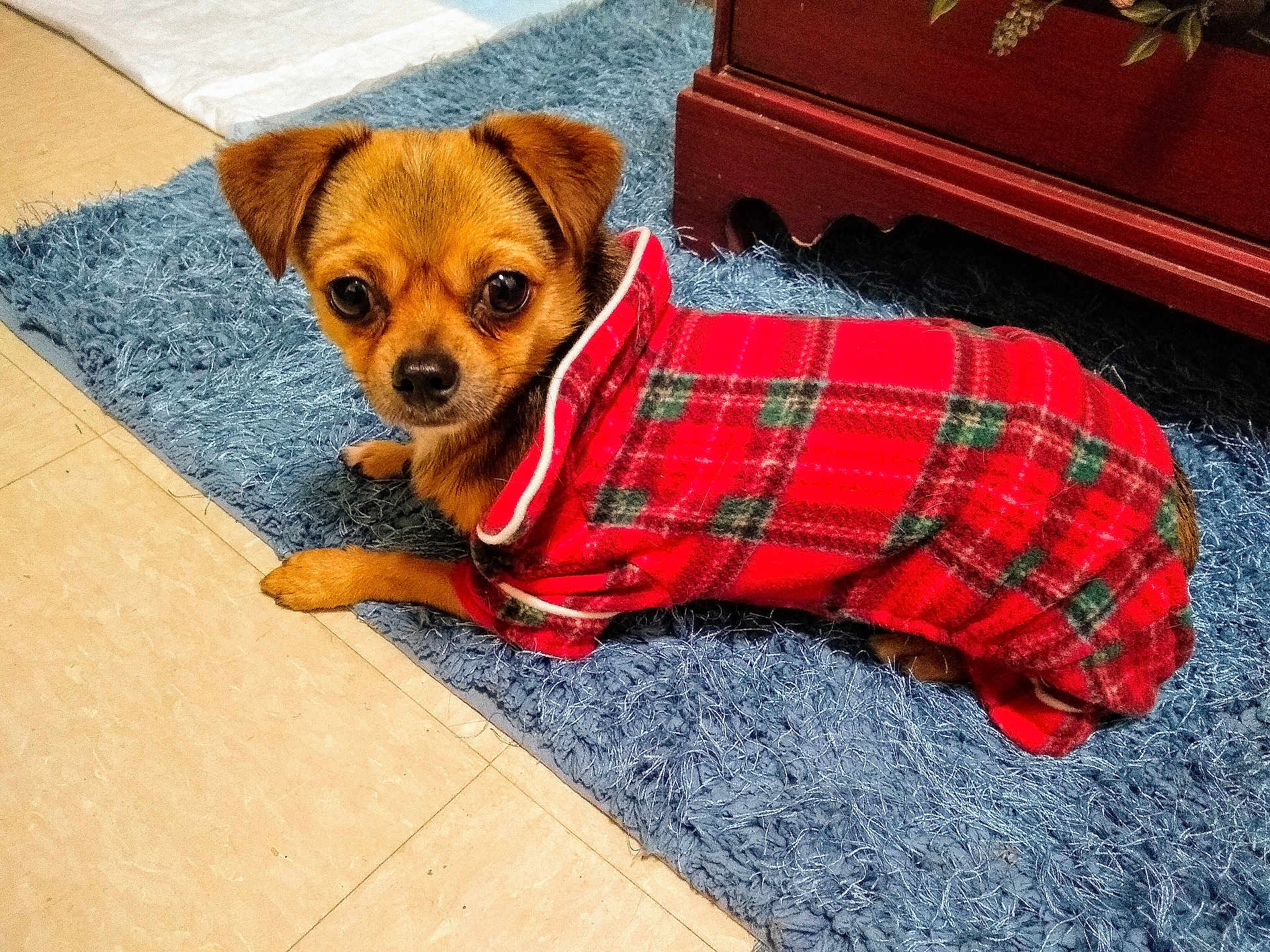 Smalls is registered to the contest to win money with this photo: dog, small_dog, red_sweater, plaid, pet_clothing, blue_rug, floor, indoor, furniture, wood, curious, lying_down, cozy, canine, animal, domestic, cute, looking_at_camera, home, companion