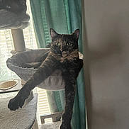 Maple joined the competition — help win amazing prizes! cat, cat_tree, stretching, indoor, pet, feline, curtains, window, light, relaxing, animal, fur, whiskers, paw, home, cozy, sitting, resting, multi_level, domestic