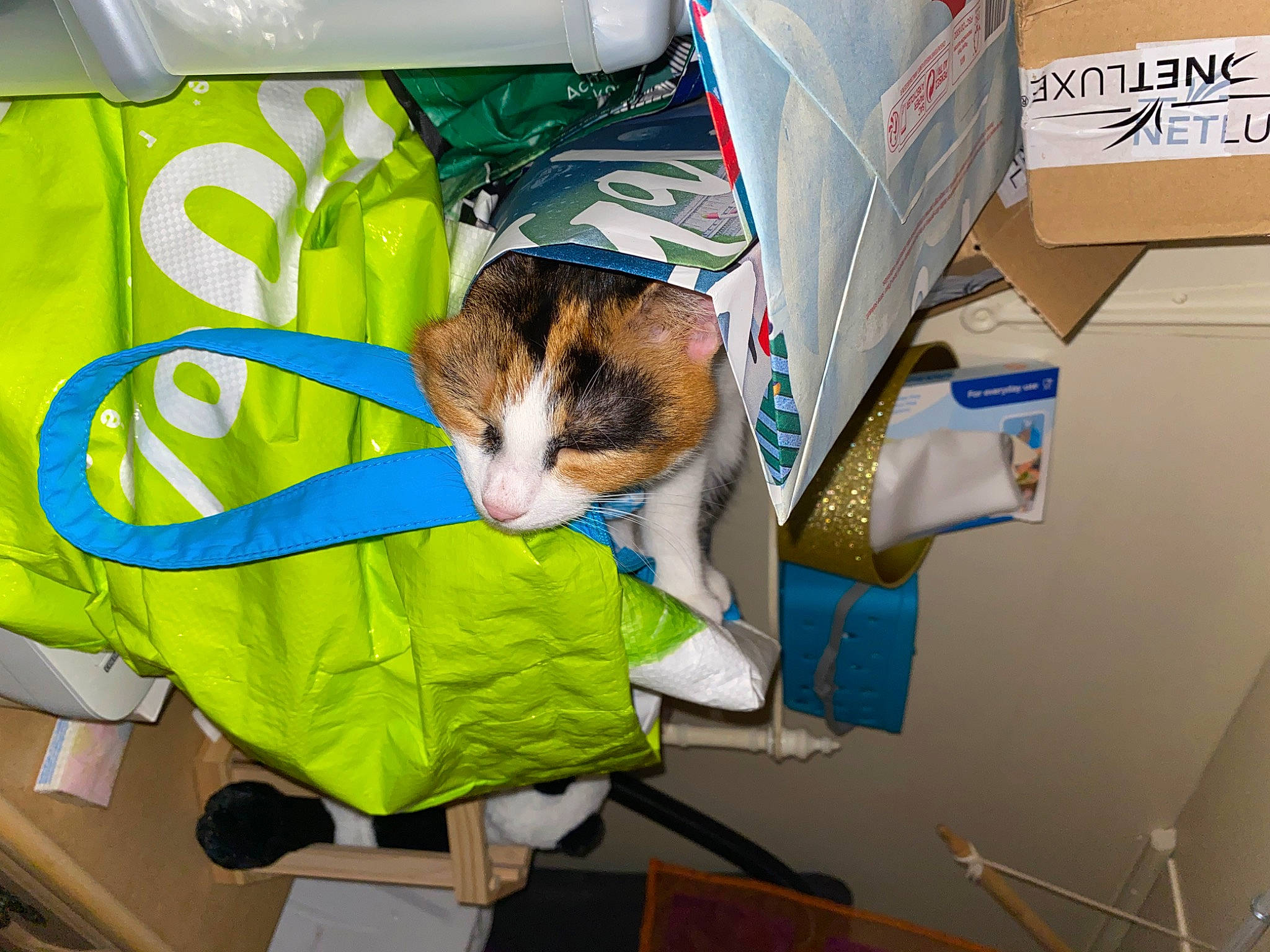 Rosita a rejoint le concours — aidez-le/la à gagner de superbes lots ! box, canidae, cardboard, carnivore, carton, cat, child, companion_dog, domestic_short_haired_cat, felidae, hamster, health_care, mammal, packaging_and_labeling, packing_materials, room, service, shipping_box, small_to_medium_sized_cats, whiskers