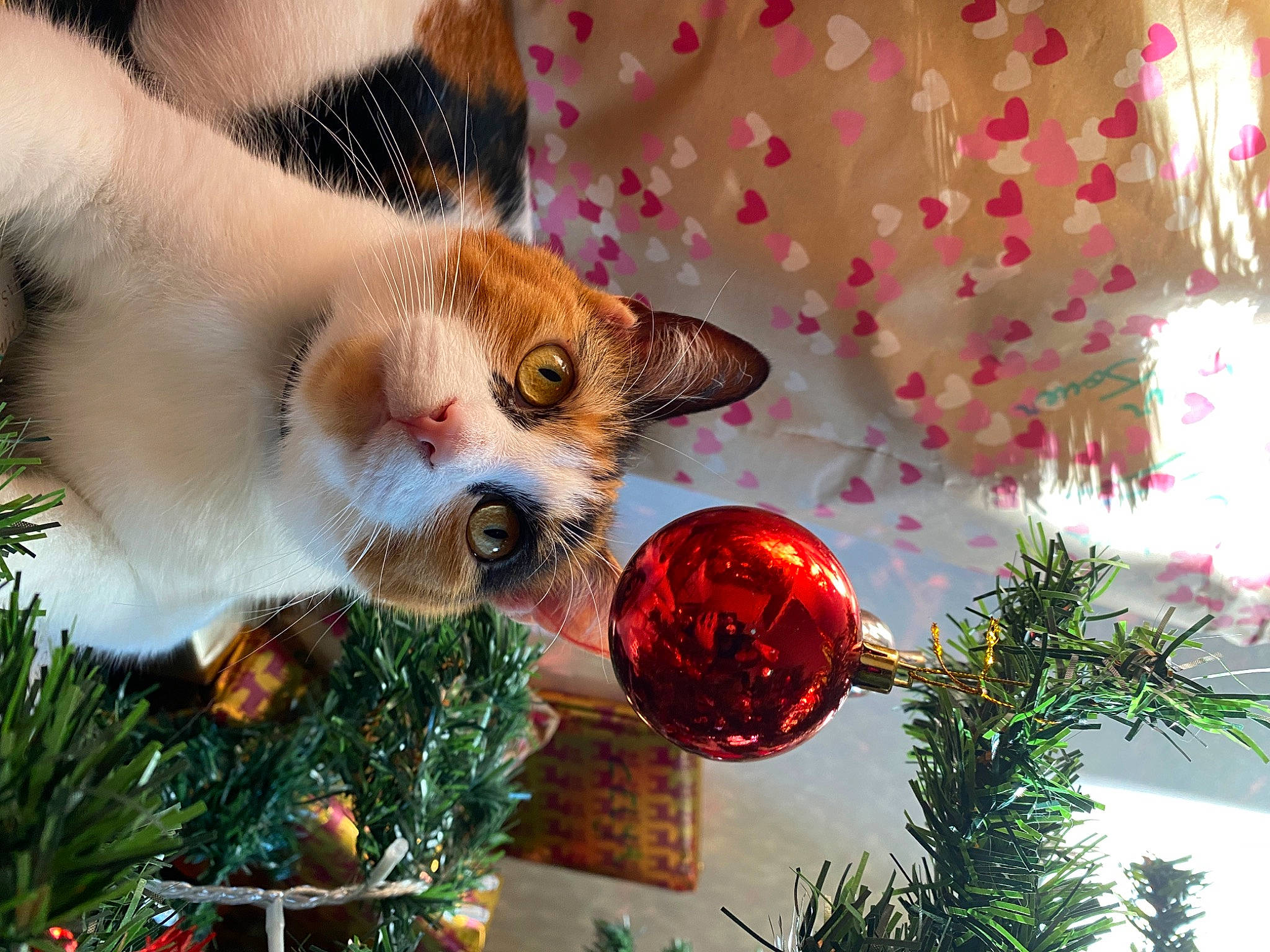 Rosita a rejoint le concours — aidez-le/la à gagner de superbes lots ! carnivore, cat, christmas, christmas_decoration, christmas_ornament, christmas_tree, conifer, event, evergreen, fawn, felidae, grass, holiday, holiday_ornament, ornament, plant, small_to_medium_sized_cats, snout, toy, whiskers