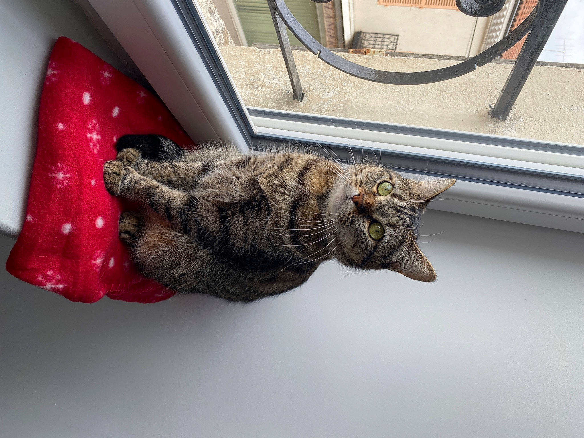 Raven a rejoint le concours — aidez-le/la à gagner de superbes lots ! carnivore, cat, claw, comfort, curtain, domestic_short_haired_cat, felidae, fur, gesture, paw, plant, small_to_medium_sized_cats, snout, tail, vehicle, vehicle_door, whiskers, window