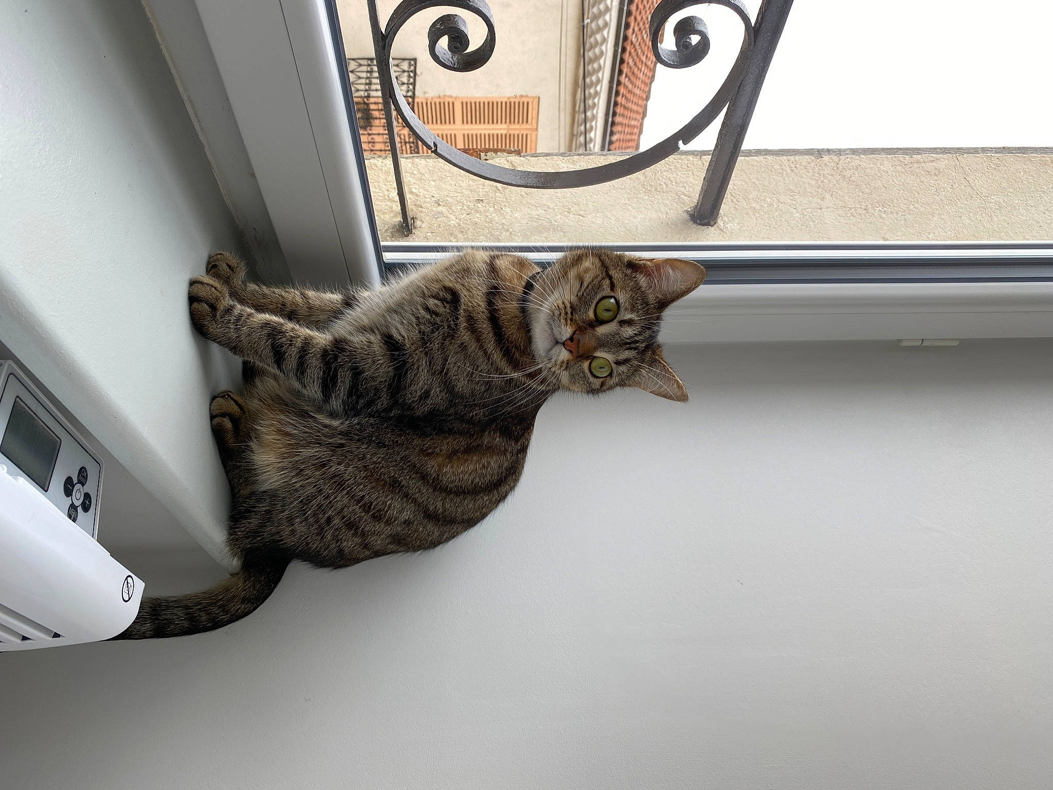 Raven participe au concours pour gagner de l'argent avec cette photo : beauty, carnivore, cat, comfort, domestic_short_haired_cat, felidae, fur, grey, mammal, metal, paw, room, small_to_medium_sized_cats, tail, vehicle, vehicle_door, vertebrate, whiskers, window, wood