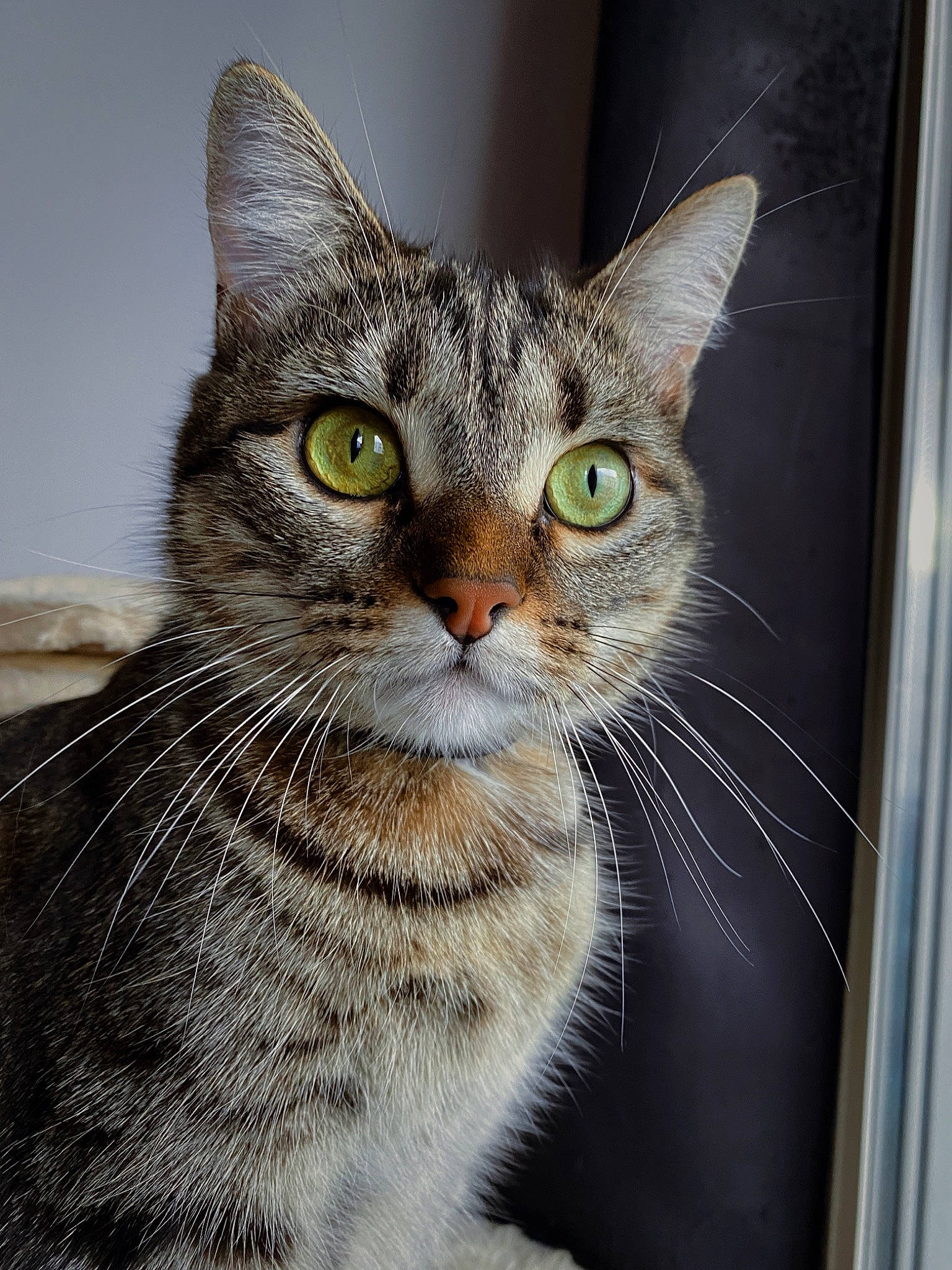 Raven participe au concours pour gagner de l'argent avec cette photo : art, carnivore, cat, domestic_short_haired_cat, door, felidae, fur, rectangle, small_to_medium_sized_cats, snout, terrestrial_animal, whiskers, wildlife, window