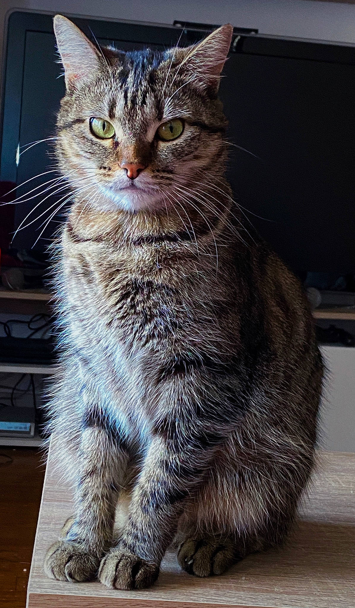 Raven participe au concours pour gagner de l'argent avec cette photo : carnivore, cat, claw, domestic_short_haired_cat, felidae, fur, paw, sitting, small_to_medium_sized_cats, snout, tail, terrestrial_animal, whiskers, wildlife, window