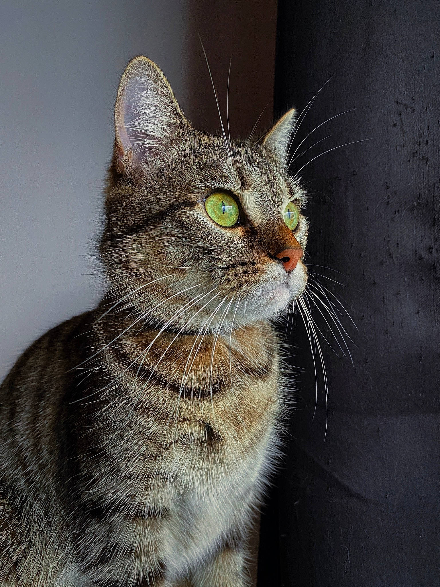 Raven a rejoint le concours — aidez-le/la à gagner de superbes lots ! carnivore, cat, domestic_short_haired_cat, eye, felidae, fur, iris, paw, small_to_medium_sized_cats, snout, tail, terrestrial_animal, whiskers, wildlife, window