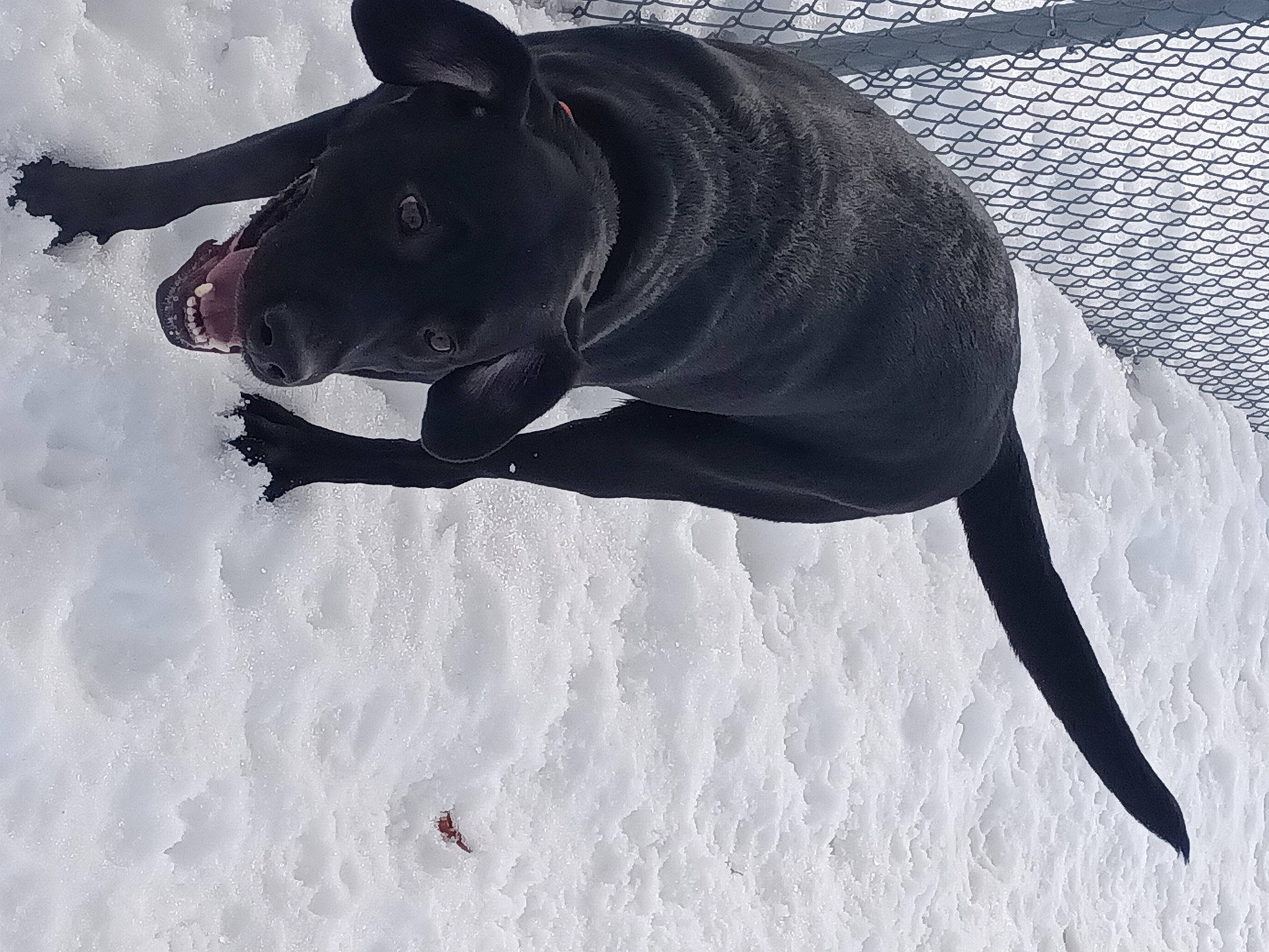 Blake joined the competition — help win amazing prizes! bull_terrier, canidae, dog, dog_breed, dog_supply, electric_blue, freezing, non_sporting_group, snout, snow, sporting_group, terrestrial_animal, winter, working_animal