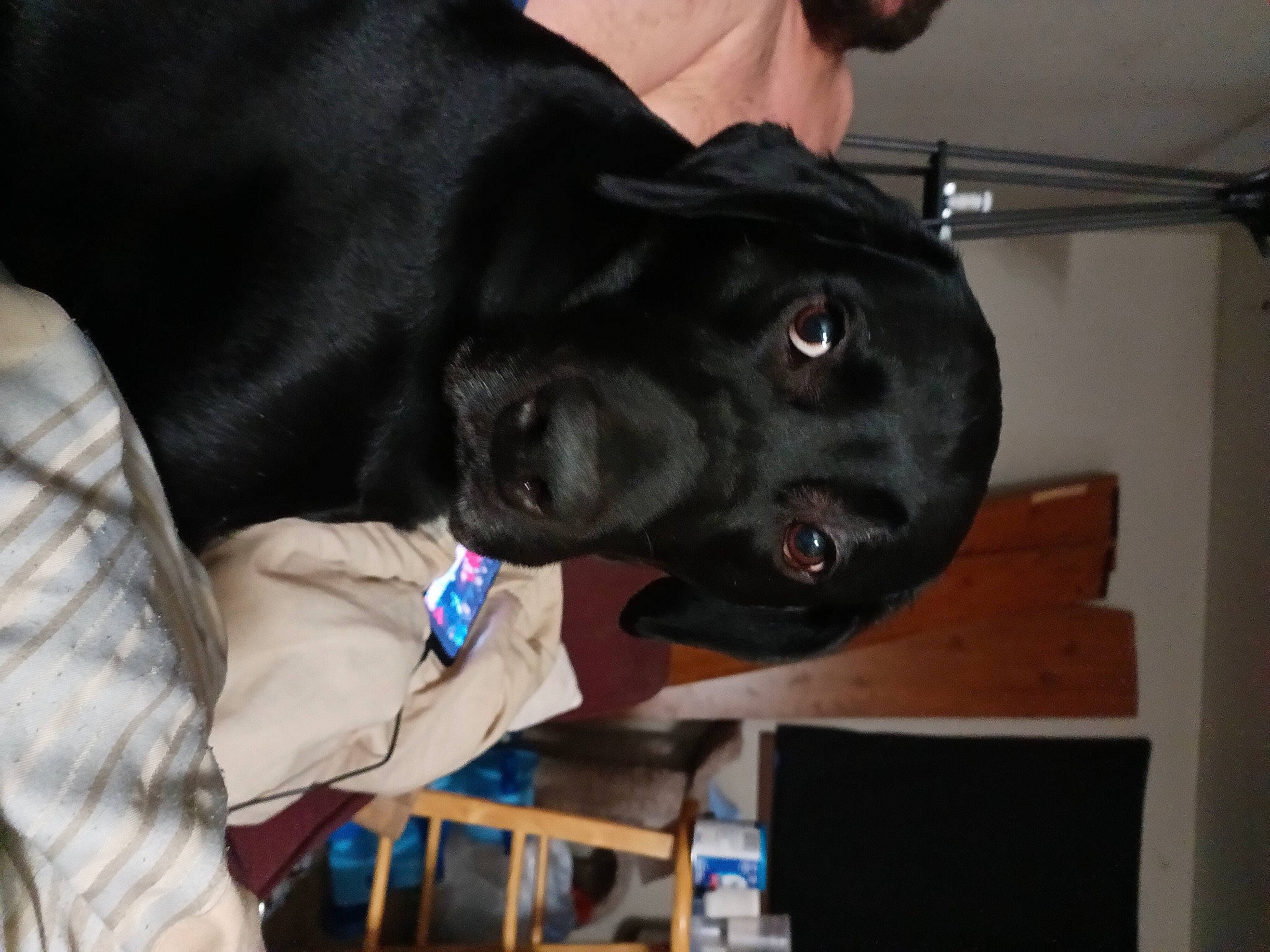 Blake joined the competition — help win amazing prizes! borador, canidae, carnivore, collar, companion_dog, dog, dog_breed, dog_collar, ear, electric_blue, fur, gesture, guard_dog, non_sporting_group, personal_protective_equipment, snout, sporting_group, whiskers, working_animal