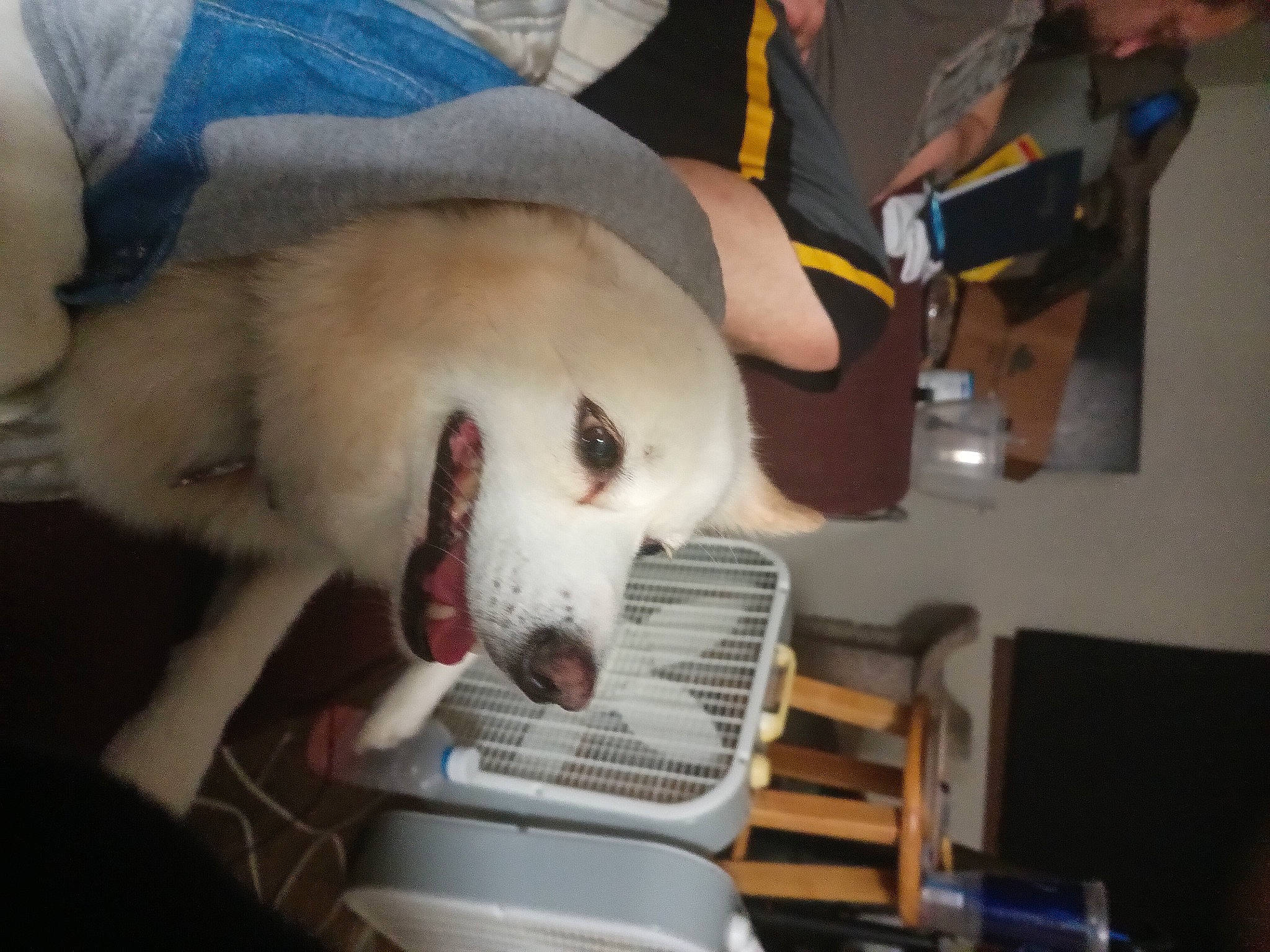 Jack joined the competition — help win amazing prizes! canidae, carnivore, chair, child, companion_dog, dog, dog_breed, fang, felidae, fun, fur, jaw, room, sled_dog, small_to_medium_sized_cats, snout, spitz, sporting_group, whiskers, working_animal