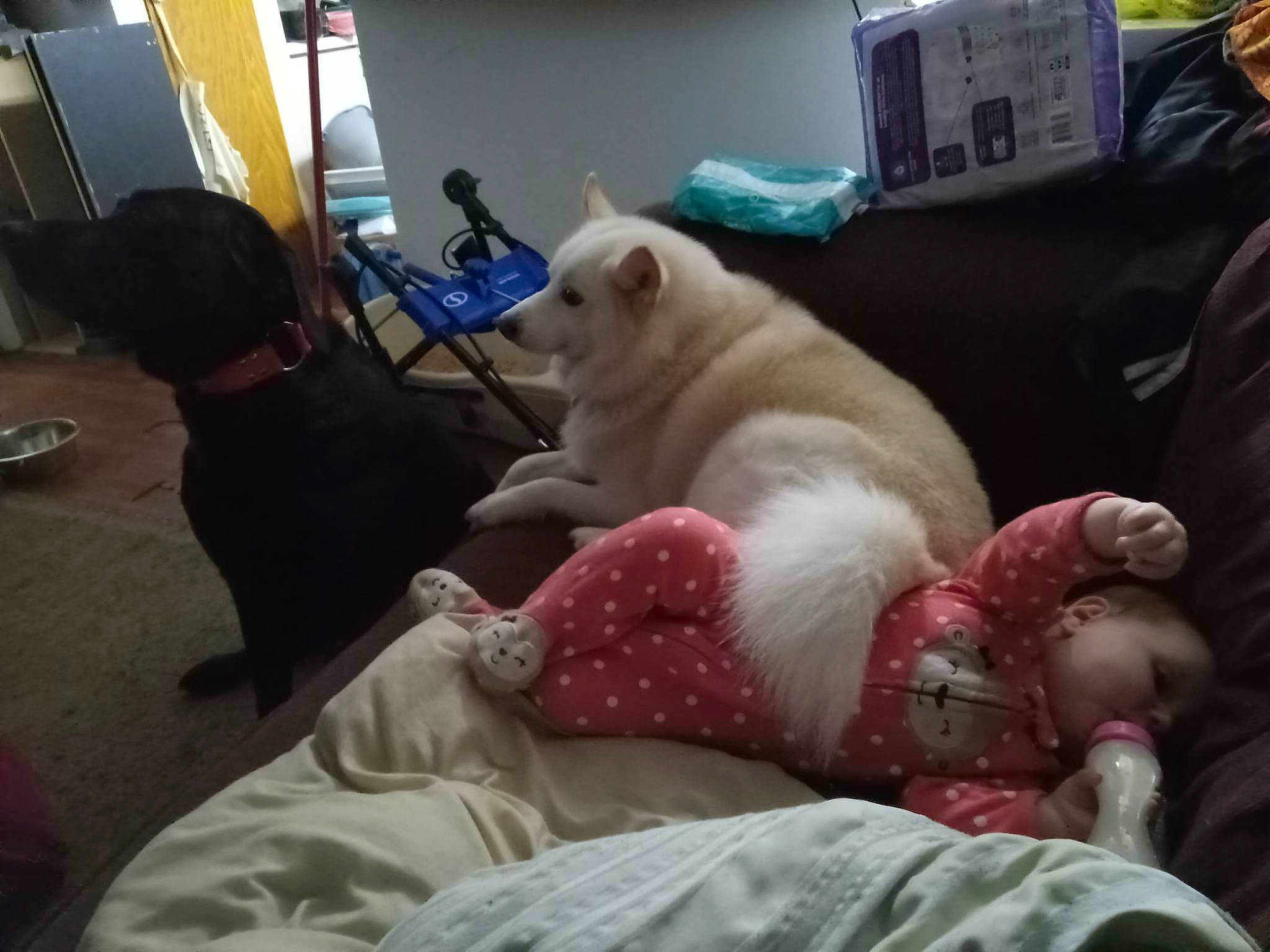 Jack joined the competition — help win amazing prizes! canidae, carnivore, comfort, companion_dog, dog, dog_breed, fawn, felidae, flesh, flooring, fur, guard_dog, hardwood, linens, living_room, non_sporting_group, room, sporting_group, wrinkle