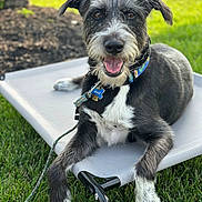 Mylo is registered to the contest to win money with this photo: dog, black_and_white, collar, pet_bed, grass, outdoor, happy, tongue_out, leash, sunlight, canine, animal, fur, paw, smiling, relaxed, nature, pet, close_up, summer