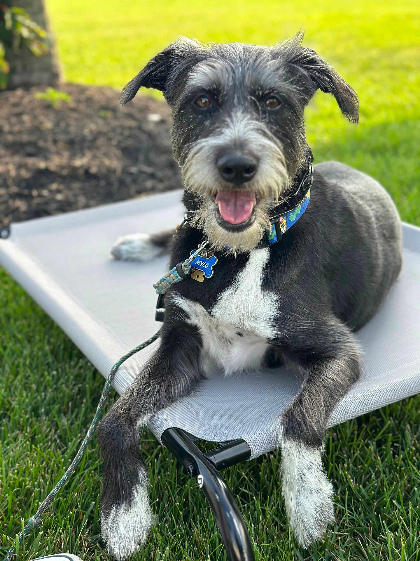 Mylo is registered to the contest to win money with this photo: dog, black_and_white, collar, pet_bed, grass, outdoor, happy, tongue_out, leash, sunlight, canine, animal, fur, paw, smiling, relaxed, nature, pet, close_up, summer