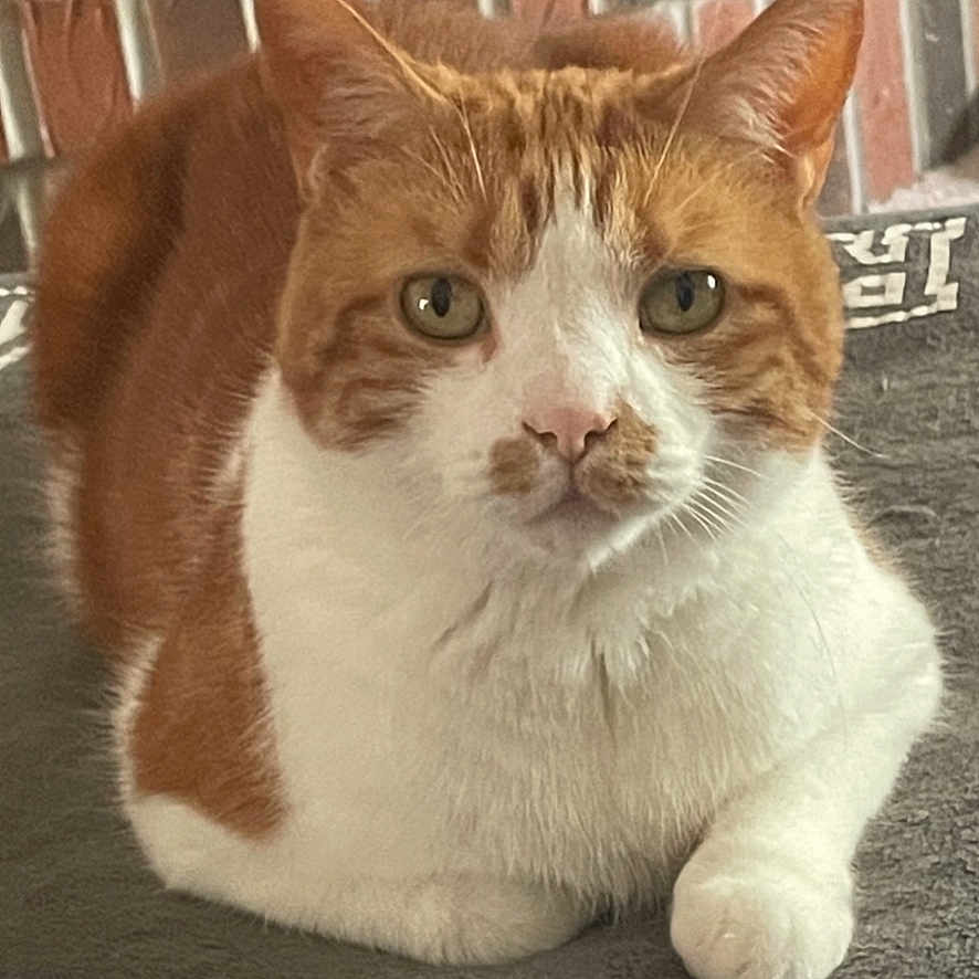 Cinnibear joined the competition — help win amazing prizes! animal, brick_wall, calm, cat, close_up, cute, domestic_cat, ears, feline, fur, gray_surface, indoor, looking, muzzle, orange_and_white_cat, paw, pet, portrait, resting, whiskers