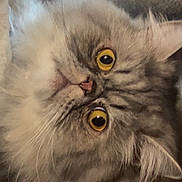 Miles is registered to the contest to win money with this photo: animal, cat, close_up, curious, cute, domestic_cat, ears, eyes, face, feline, fluffy, fur, gray, indoor, muzzle, nose, pet, portrait, whiskers, yellow_eyes