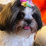 Chanel is registered to the contest to win money with this photo: animal, bow, colorful_bow, companion, cozy, cushion, cute, dog, domestic, fluffy, friendly, fur, indoor, orange, pet, portrait, shih_tzu, sitting, small_dog, tongue_out