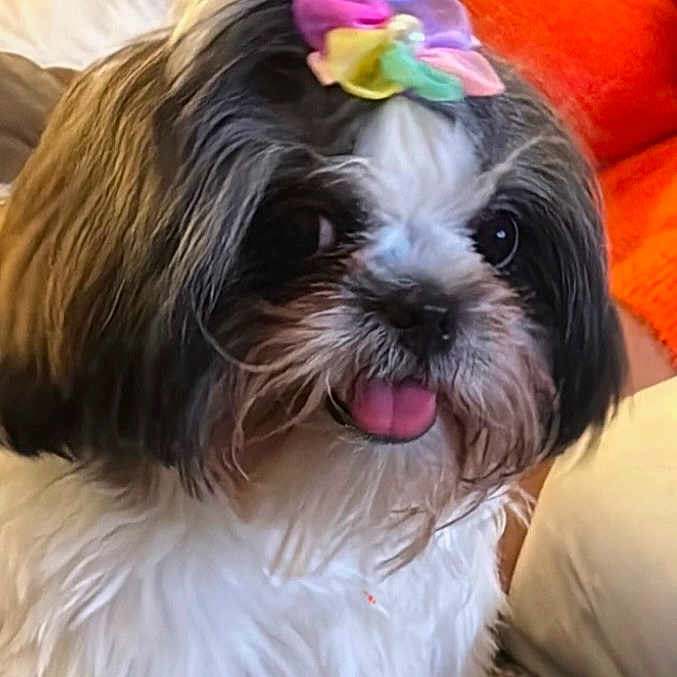 Chanel is registered to the contest to win money with this photo: animal, bow, colorful_bow, companion, cozy, cushion, cute, dog, domestic, fluffy, friendly, fur, indoor, orange, pet, portrait, shih_tzu, sitting, small_dog, tongue_out