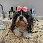 Armani joined the competition — help win amazing prizes! dog, small_dog, bow, pink_bow, long_hair, black_and_white, pet, bathroom, sink, faucet, towel, blanket, countertop, toiletries, bottle, cute, animal, portrait, pet_accessory, indoor