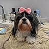 dog, small_dog, bow, pink_bow, long_hair, black_and_white, pet, bathroom, sink, faucet, towel, blanket, countertop, toiletries, bottle, cute, animal, portrait, pet_accessory, indoor