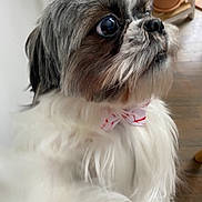 Gucci is registered to the contest to win money with this photo: animal, bow_tie, brown_fur, close_up, companion, cute, dog, domestic_animal, fluffy, fur, houseplant, indoor, looking_away, pet, portrait, pot, shih_tzu, small_dog, white_fur, wooden_floor