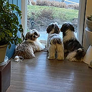 Georgio joined the competition — help win amazing prizes! black, brown, cozy, curious, daylight, dog, fluffy, fur, glass_door, home, indoor, looking_outside, pet, plant, sitting, tail, three_dogs, white, window, wooden_floor
