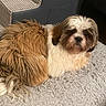 Georgio joined the competition — help win amazing prizes! animal, blanket, brown, companion, cozy, cute, dog, fluffy, fur, furniture, home, indoor, laying, looking, pet, relaxed, resting, rug, small_dog, white