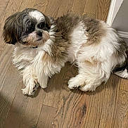 Biaggi joined the competition — help win amazing prizes! dog, fluffy, brown, white, pet, indoor, wooden_floor, lying_down, cute, small_dog, fur, animal, domestic_animal, relaxed, companion, canine, flooring, home, curious, calm