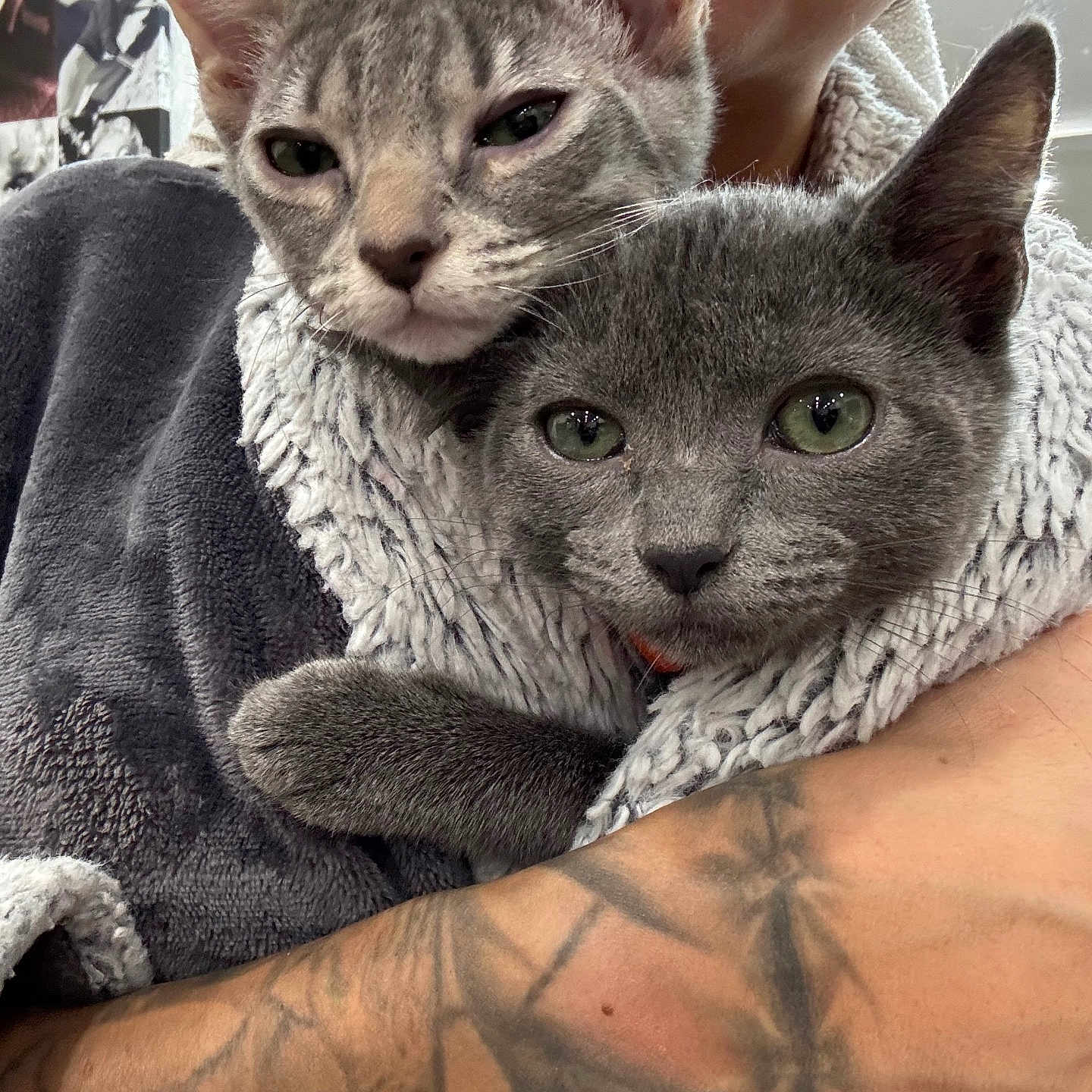 Stormi And Willow joined the competition — help win amazing prizes! abyssinian, adult, animal, blanket, canine, cat, dog, egyptiancat, face, female, head, kitten, manx, person, pet, photography, portrait, skin, tattoo, woman