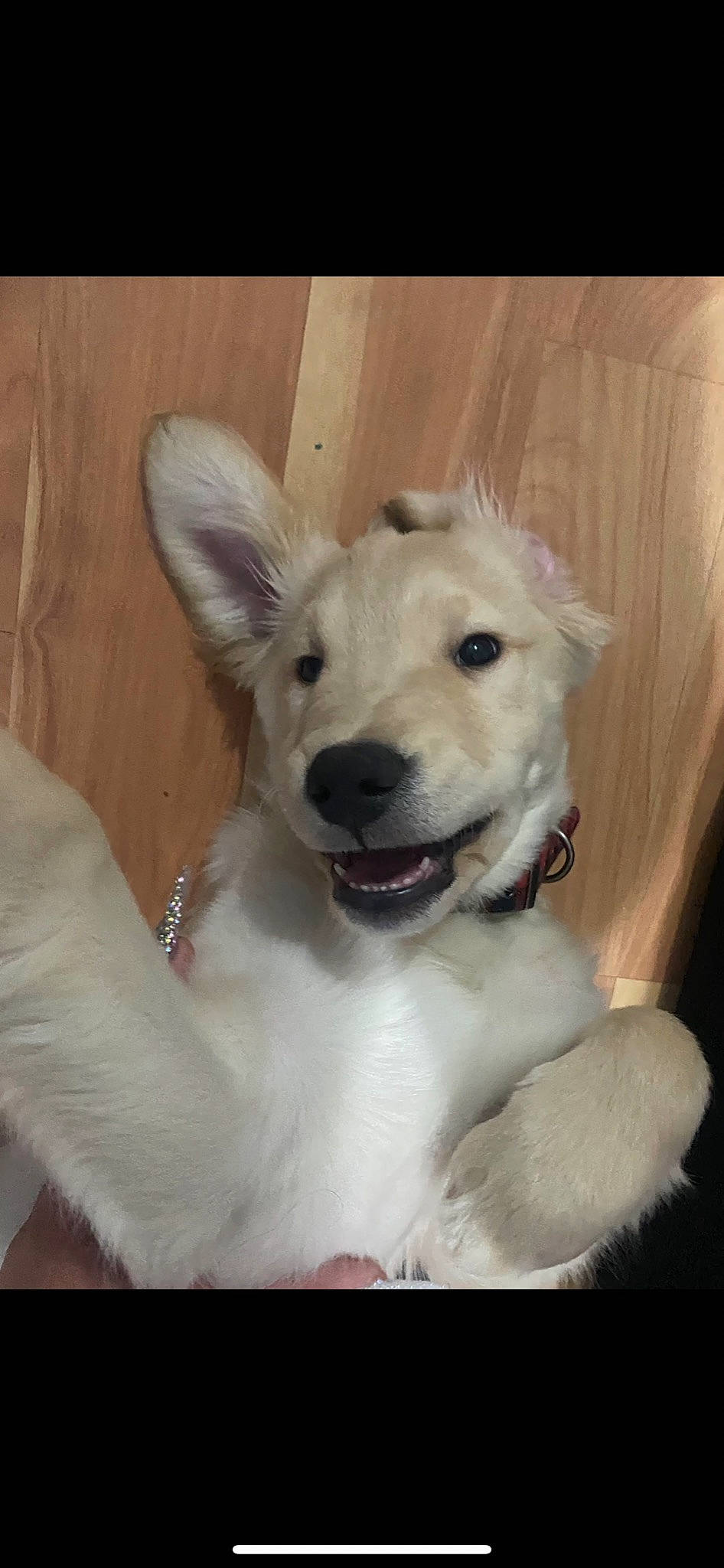 Aslan is registered to the contest to win money with this photo: canidae, carnivore, collar, companion_dog, dog, dog_breed, dog_collar, ear, fang, fawn, fur, giant_dog_breed, jaw, paw, pet_supply, snout, sporting_group, tail, whiskers, working_animal