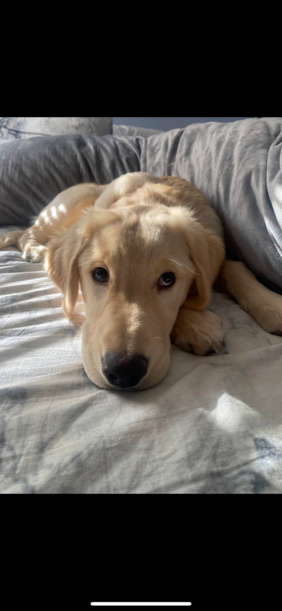 Aslan joined the competition — help win amazing prizes! bored, canidae, carnivore, comfort, companion_dog, dog, dog_breed, ear, fawn, flooring, fur, labrador_retriever, linens, paw, pet_supply, puppy, retriever, whiskers, wood, working_animal