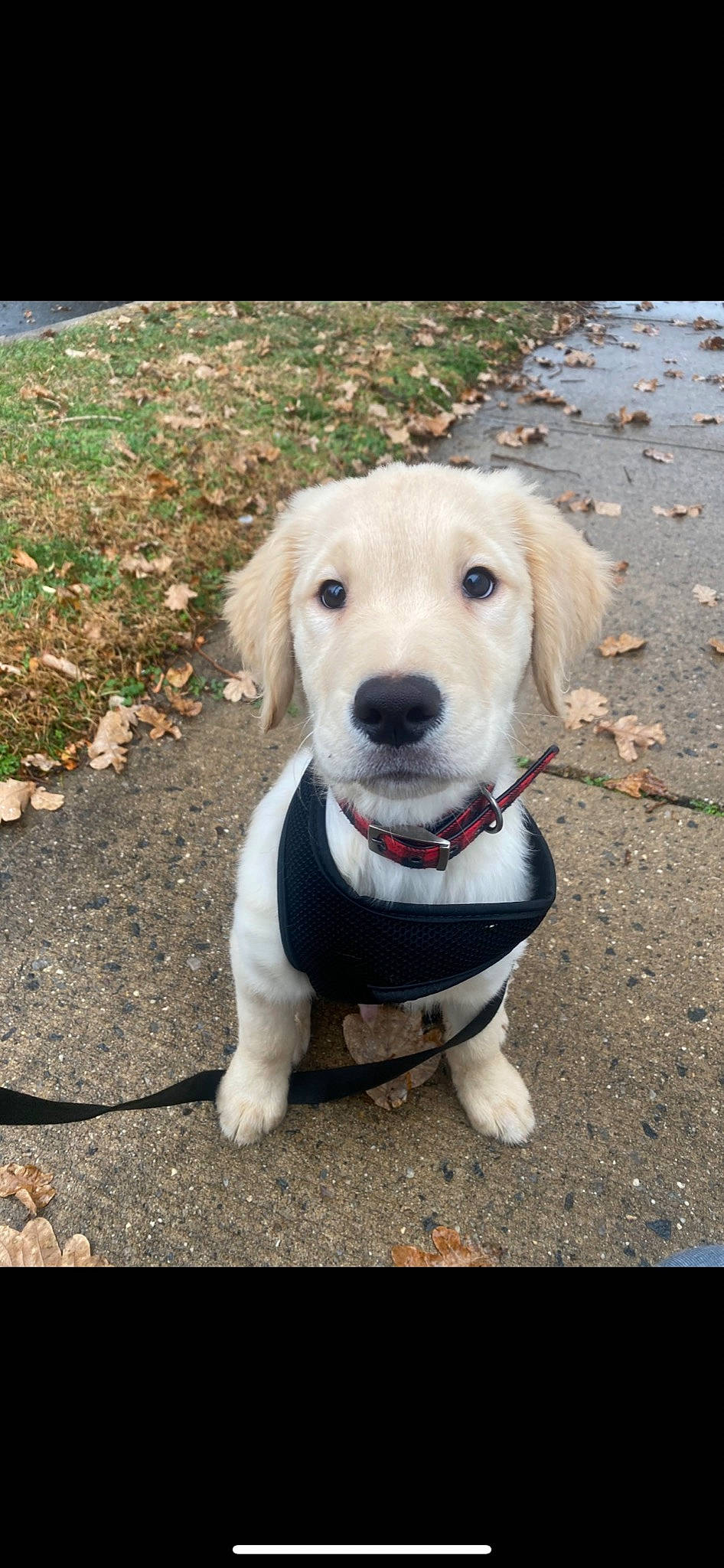 Aslan joined the competition — help win amazing prizes! asphalt, carnivore, collar, companion_dog, dog, dog_breed, dog_clothes, dog_collar, dog_supply, fawn, grass, leash, pet_supply, retriever, road_surface, soil, sporting_group, tail, whiskers, working_animal