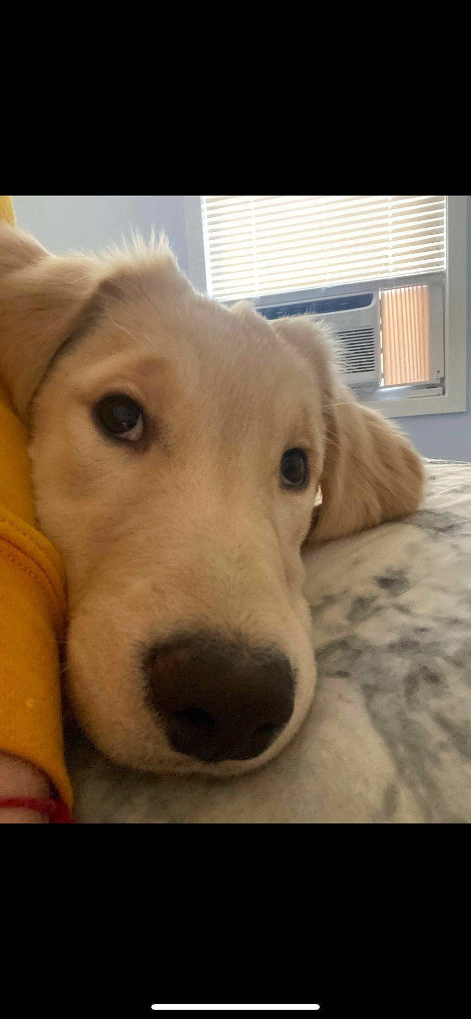 Aslan is registered to the contest to win money with this photo: canidae, carnivore, comfort, companion_dog, dog, dog_breed, ear, eye, fawn, flooring, fur, labrador_retriever, nap, pet_supply, puppy_love, retriever, selfie, terrestrial_animal, whiskers, working_animal