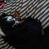 Booty joined the competition — help win amazing prizes! dog, bed, striped_bedspread, black_dog, white_spots, orange_bag, small_objects, indoor, resting, pet, sleeping, fur, paw, blanket, relaxation, domestic, canine, comfort, home, lying_down