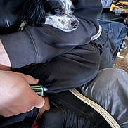 Booty joined the competition — help win amazing prizes! dog, sleeping, lap, person, hand, shoe, black_clothing, indoor, casual, resting, small_dog, white_and_black, footwear, sneaker, seated, comfort, clothing, relaxation, human, pet