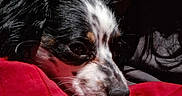 Booty is registered to the contest to win money with this photo: dog, close_up, resting, black_and_white, fur, blanket, red, cozy, indoor, sleepy, pet, animal, portrait, snout, soft_light, texture, calm, companion, relaxation, warmth