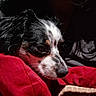 dog, close_up, resting, black_and_white, fur, blanket, red, cozy, indoor, sleepy, pet, animal, portrait, snout, soft_light, texture, calm, companion, relaxation, warmth