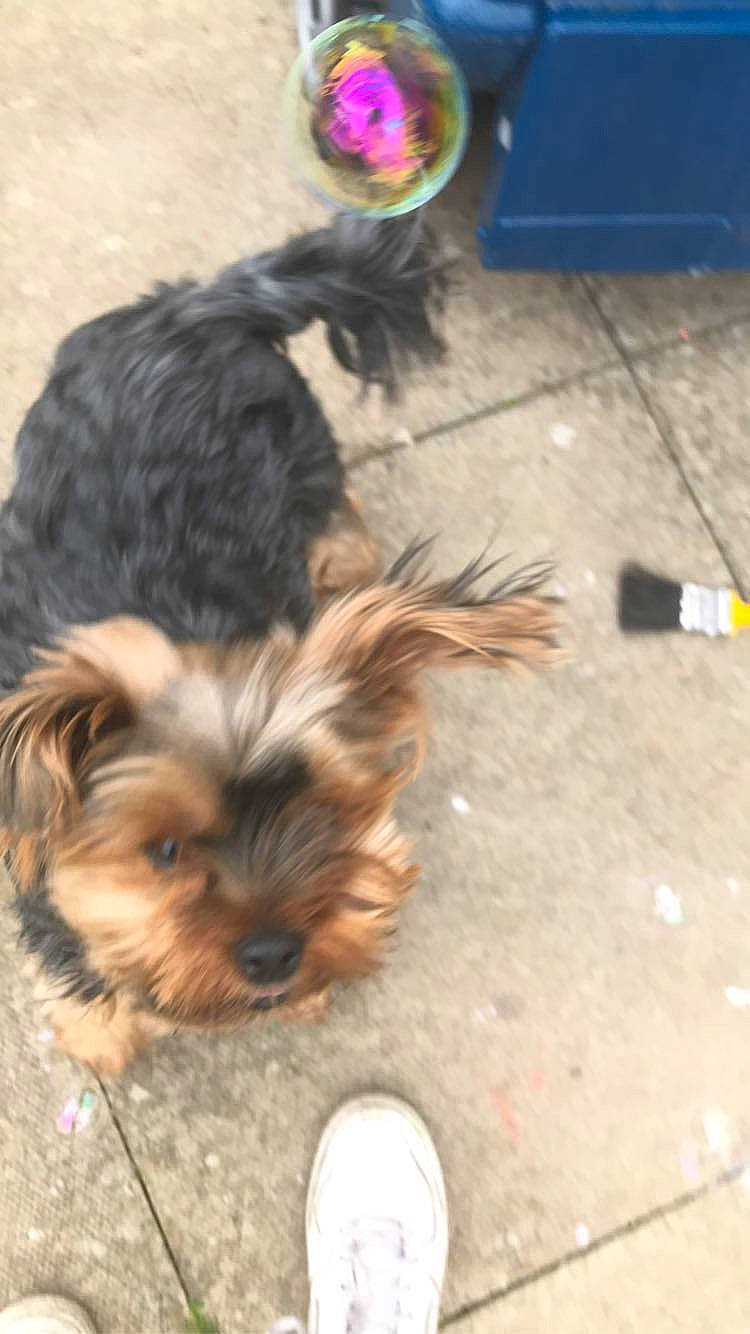 Eddie is registered to the contest to win money with this photo: canidae, carnivore, companion_dog, dog, dog_breed, flooring, fur, liver, mammal, paw, road_surface, small_terrier, snout, sporting_group, tail, terrestrial_animal, toy_dog, walking_shoe, working_animal, yorkipoo