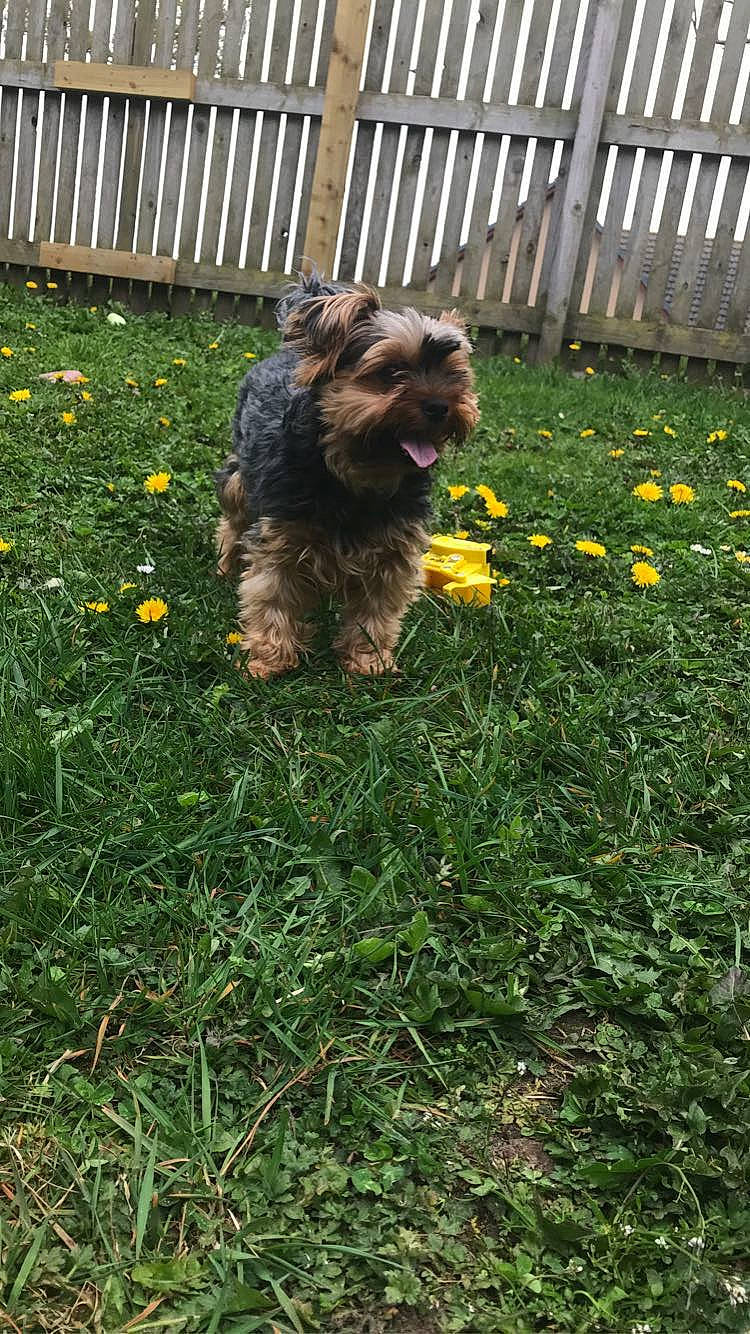 Eddie joined the competition — help win amazing prizes! canidae, carnivore, companion_dog, dog, dog_breed, fence, flower, garden, grass, groundcover, lawn, liver, plant, shrub, small_terrier, sporting_group, terrier, toy_dog, water_dog, working_dog
