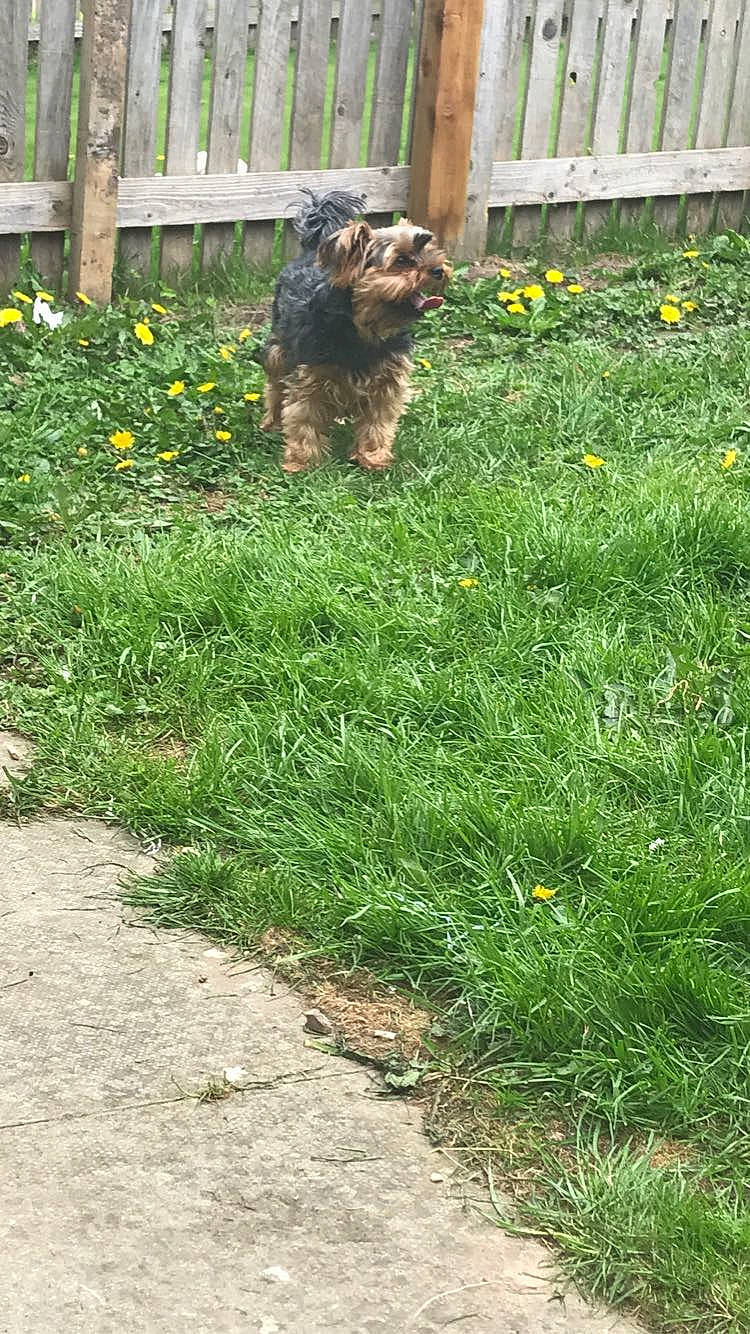 Eddie joined the competition — help win amazing prizes! annual_plant, canidae, carnivore, companion_dog, dog, dog_breed, fawn, flower, garden, grass, groundcover, herbaceous_plant, landscape, landscaping, lawn, plant, shrub, sporting_group, tail, water_dog