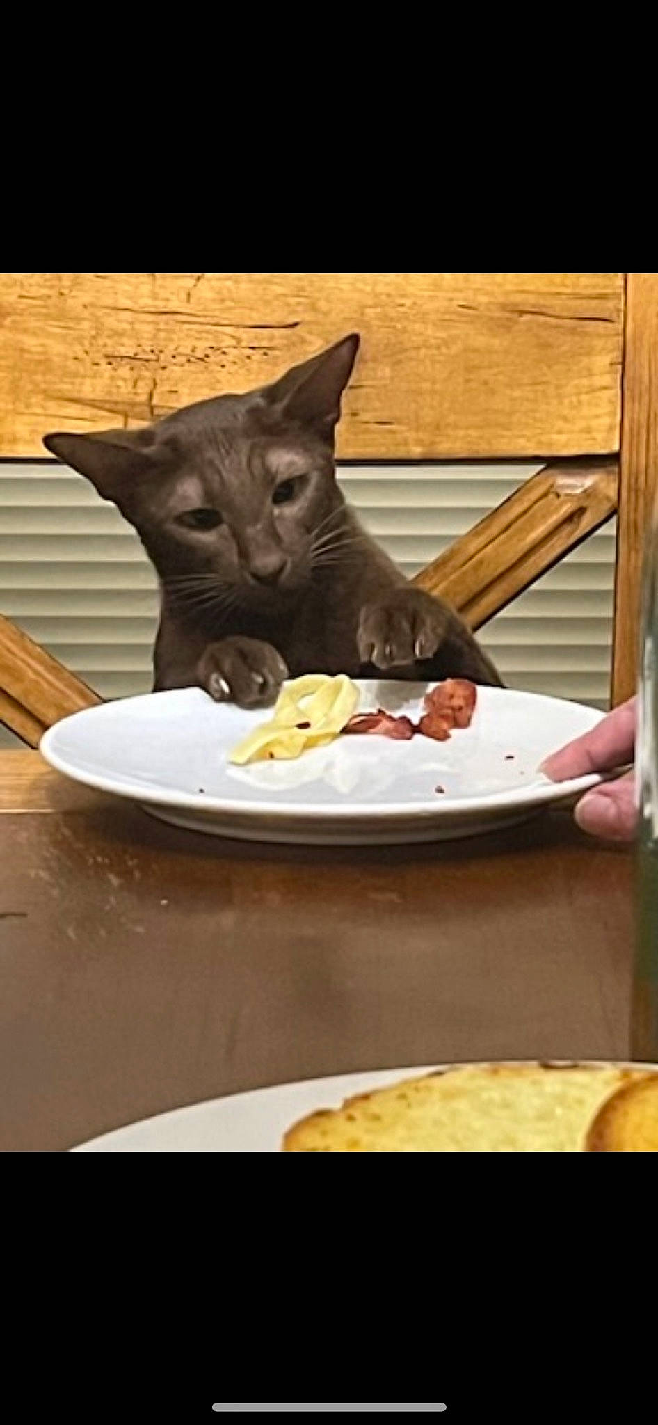 Ana joined the competition — help win amazing prizes! carnivore, cat, cat_supply, comfort_food, cooking, dishware, domestic_short_haired_cat, felidae, food, ingredient, pet_food, plate, platter, recipe, serveware, small_to_medium_sized_cats, table, tableware, whiskers, wood