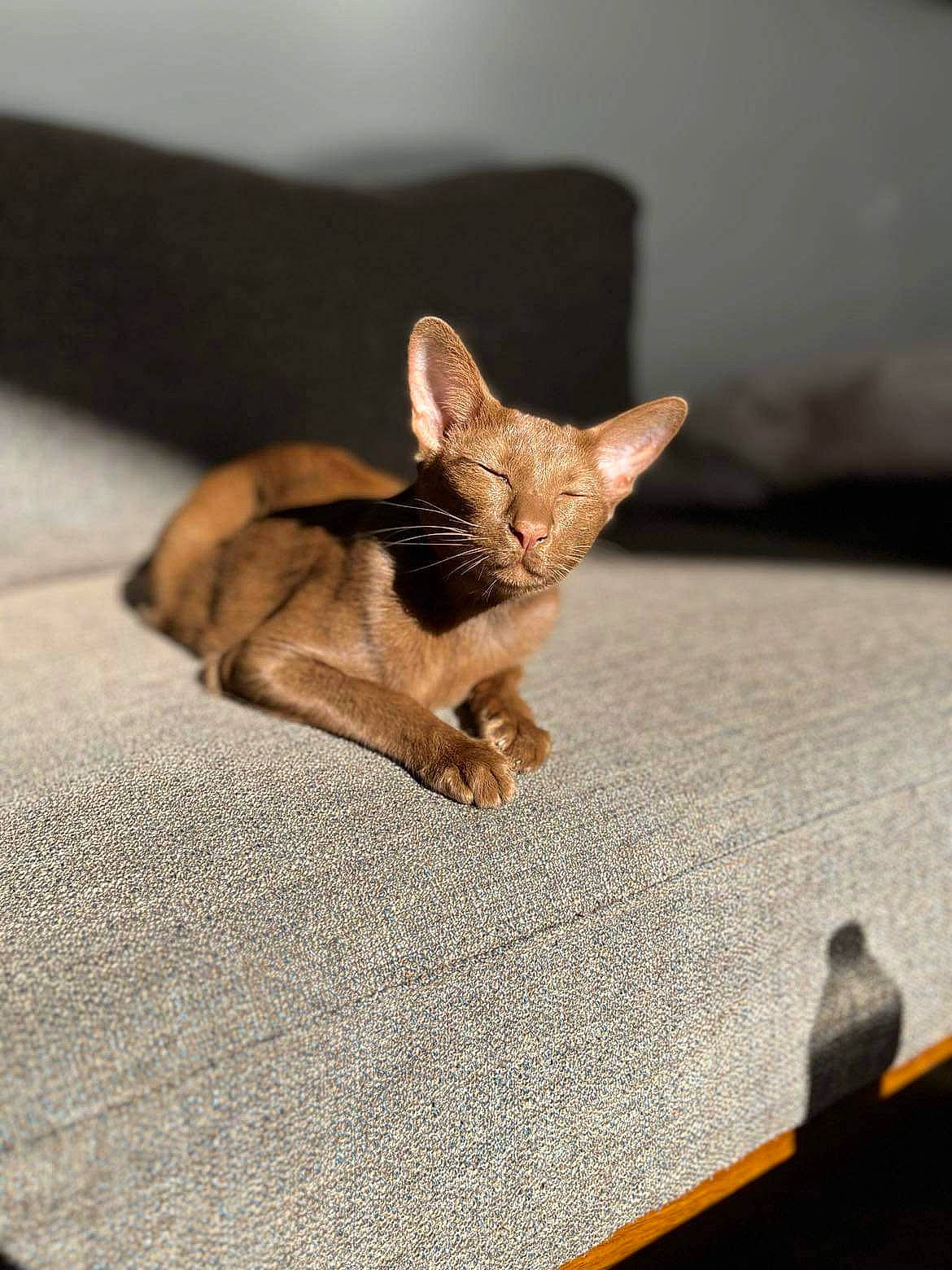 Ana joined the competition — help win amazing prizes! brown, carnivore, cat, claw, fawn, felidae, fur, small_to_medium_sized_cats, snout, tail, terrestrial_animal, toy, whiskers, wildlife, wood