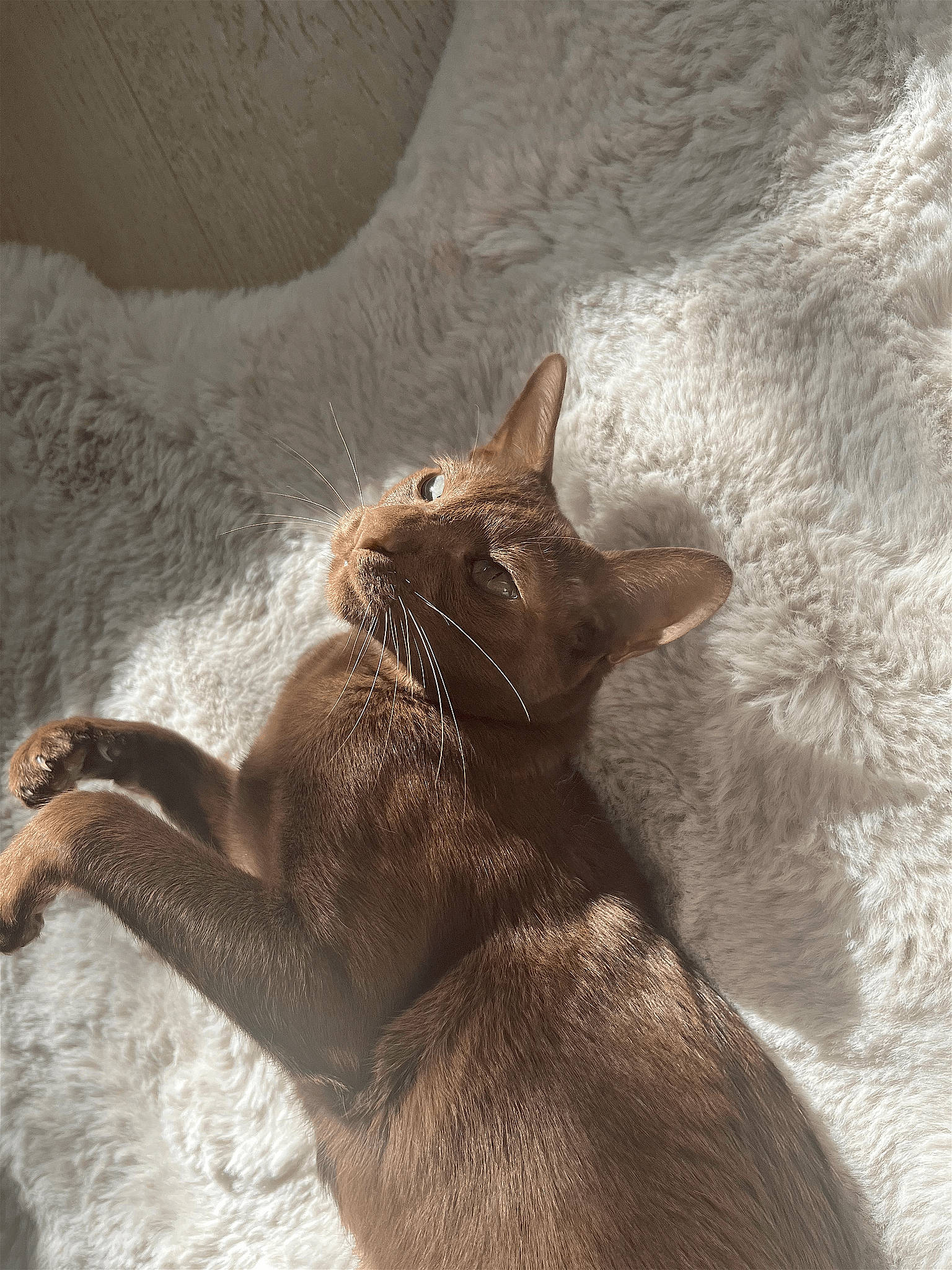 Ana is registered to the contest to win money with this photo: brown, carnivore, cat, cat_supply, claw, comfort, domestic_short_haired_cat, fawn, felidae, fur, liver, paw, small_to_medium_sized_cats, snout, tail, terrestrial_animal, whiskers, wildlife, window